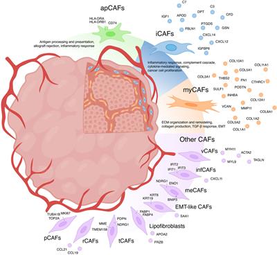 Exploring the diversity of cancer-associated fibroblasts: insights into mechanisms of drug resistance